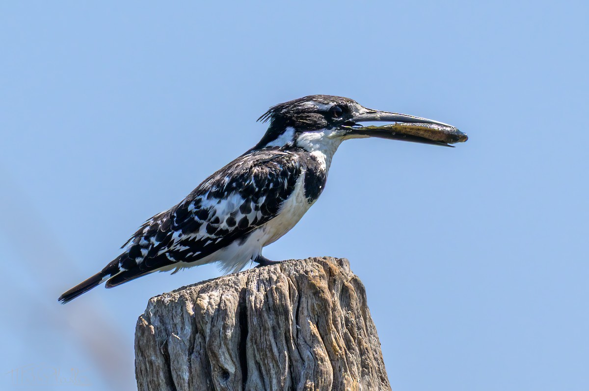 פרפור עקוד - ML646614312