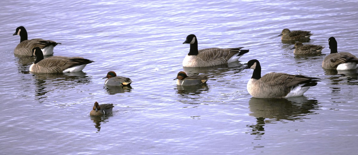 Krickente - ML646614314