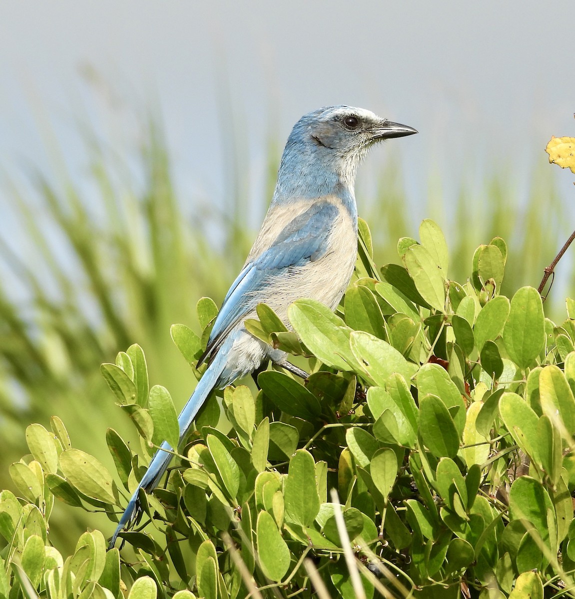 Florida Scrub-Jay - ML646614315