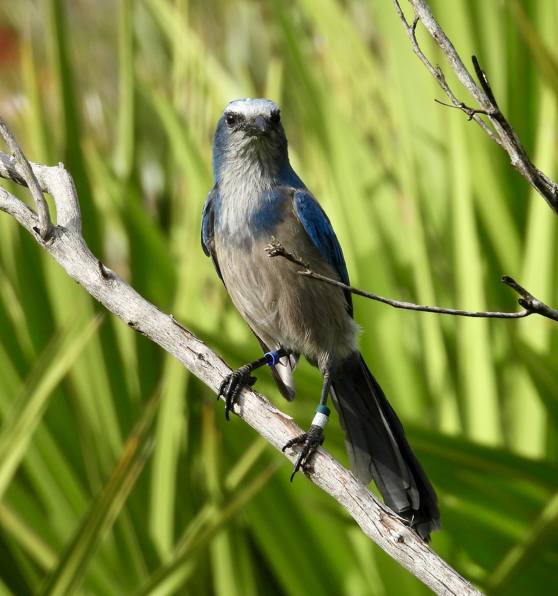 Florida Scrub-Jay - ML646614316