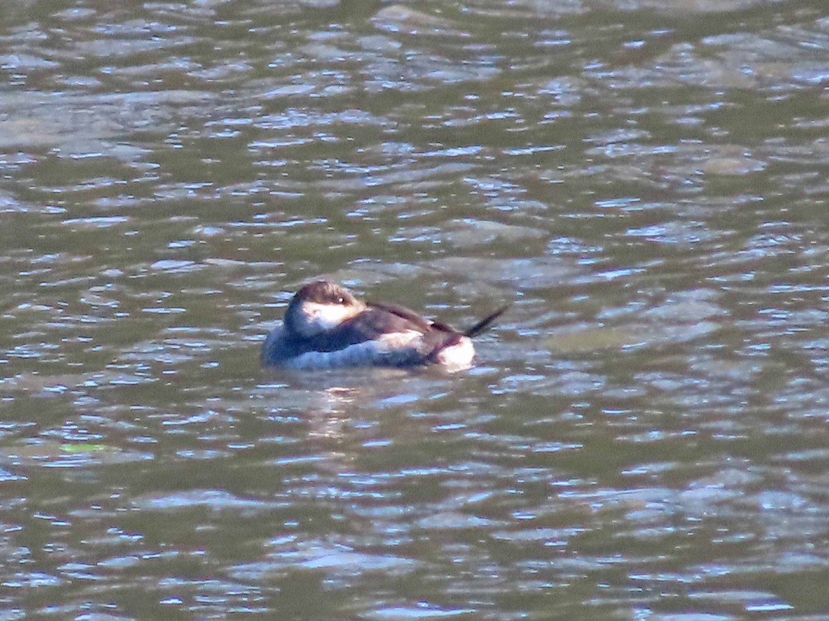 Ruddy Duck - ML646614317