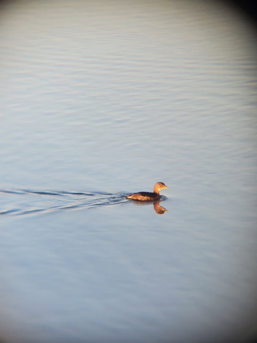 オビハシカイツブリ - ML646614318