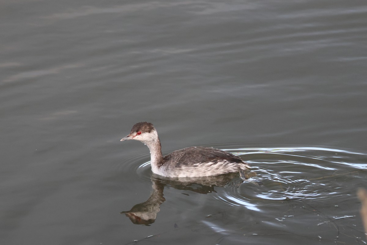 potápka žlutorohá - ML646614320