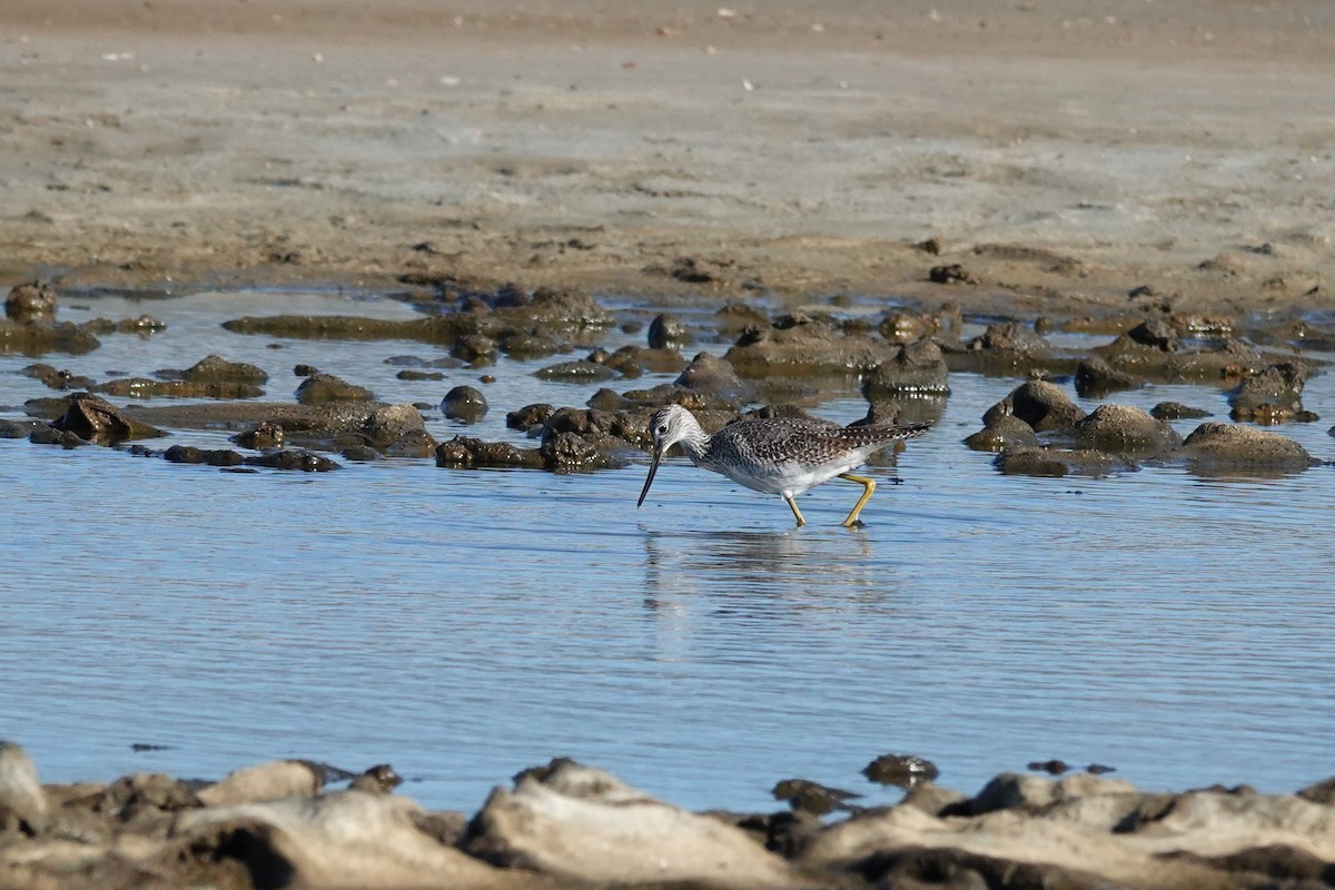 Greater Yellowlegs - ML646614321