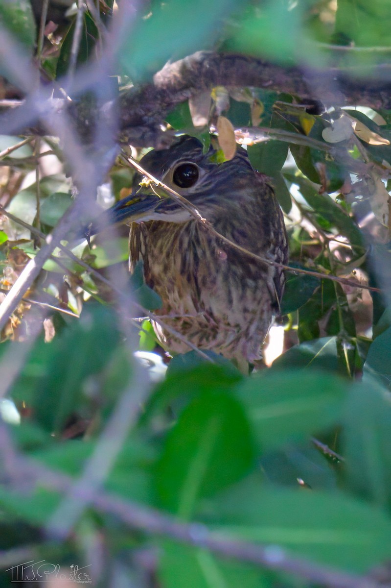 White-backed Night Heron - ML646614322