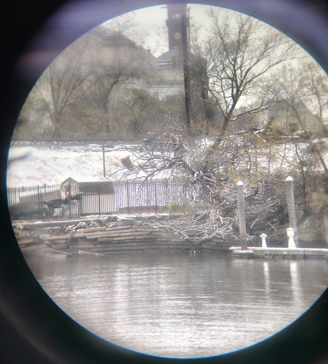 Nitticora - ML646614323