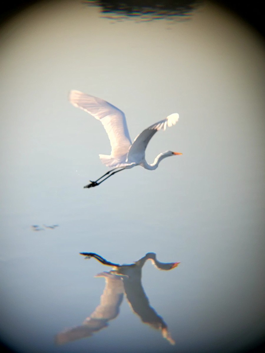 ダイサギ - ML646614324