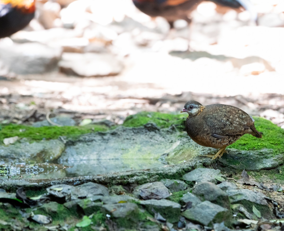 Scaly-breasted Partridge - ML646614325