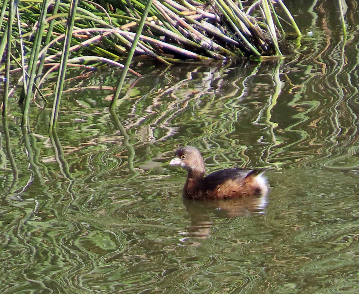 Bindentaucher - ML646614326