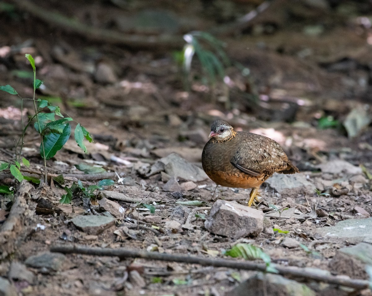 Scaly-breasted Partridge - ML646614327