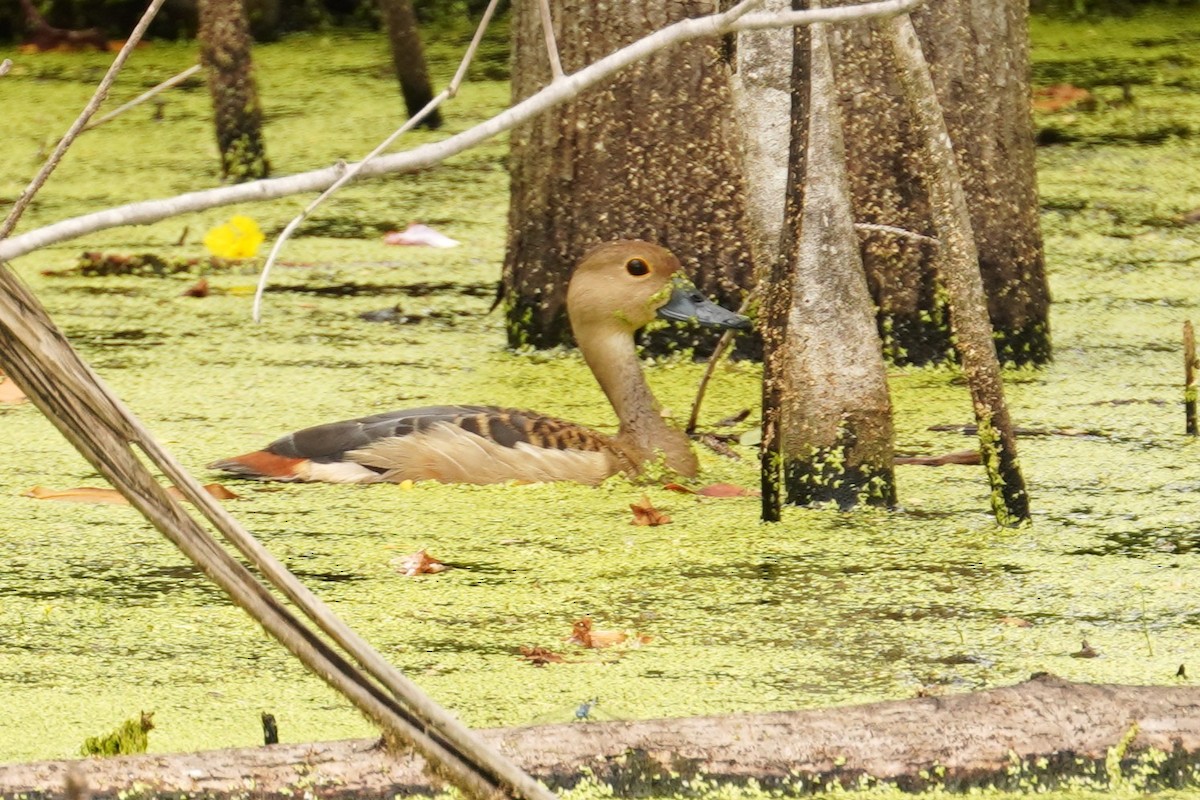 småplystreand - ML646614329