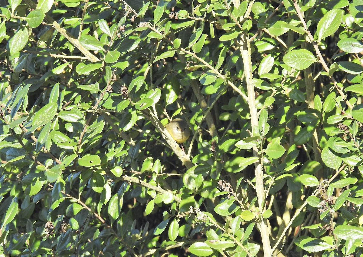 MacGillivray's Warbler - ML646614330