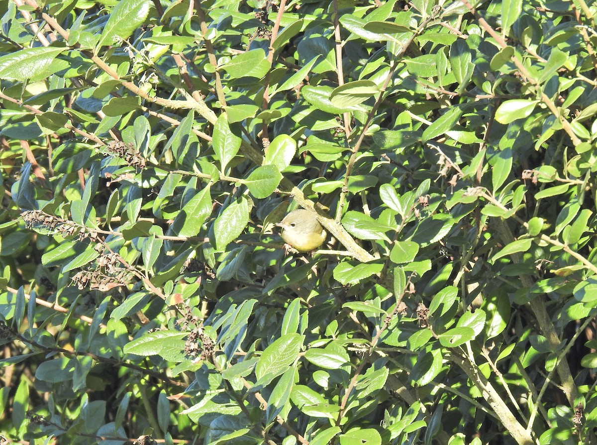 MacGillivray's Warbler - ML646614331