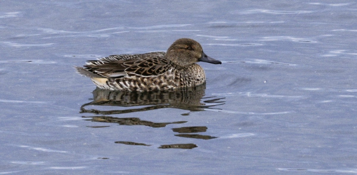 Krickente - ML646614332