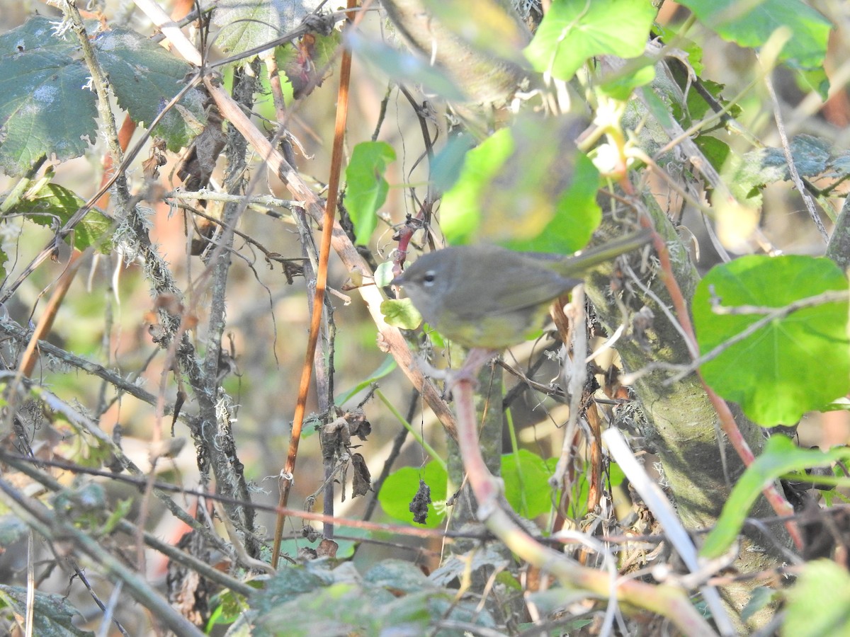 MacGillivray's Warbler - ML646614333