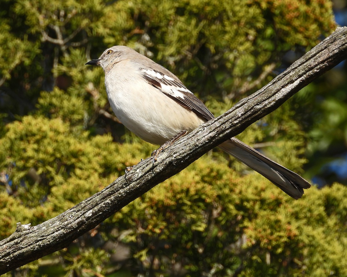 Northern Mockingbird - ML646614334