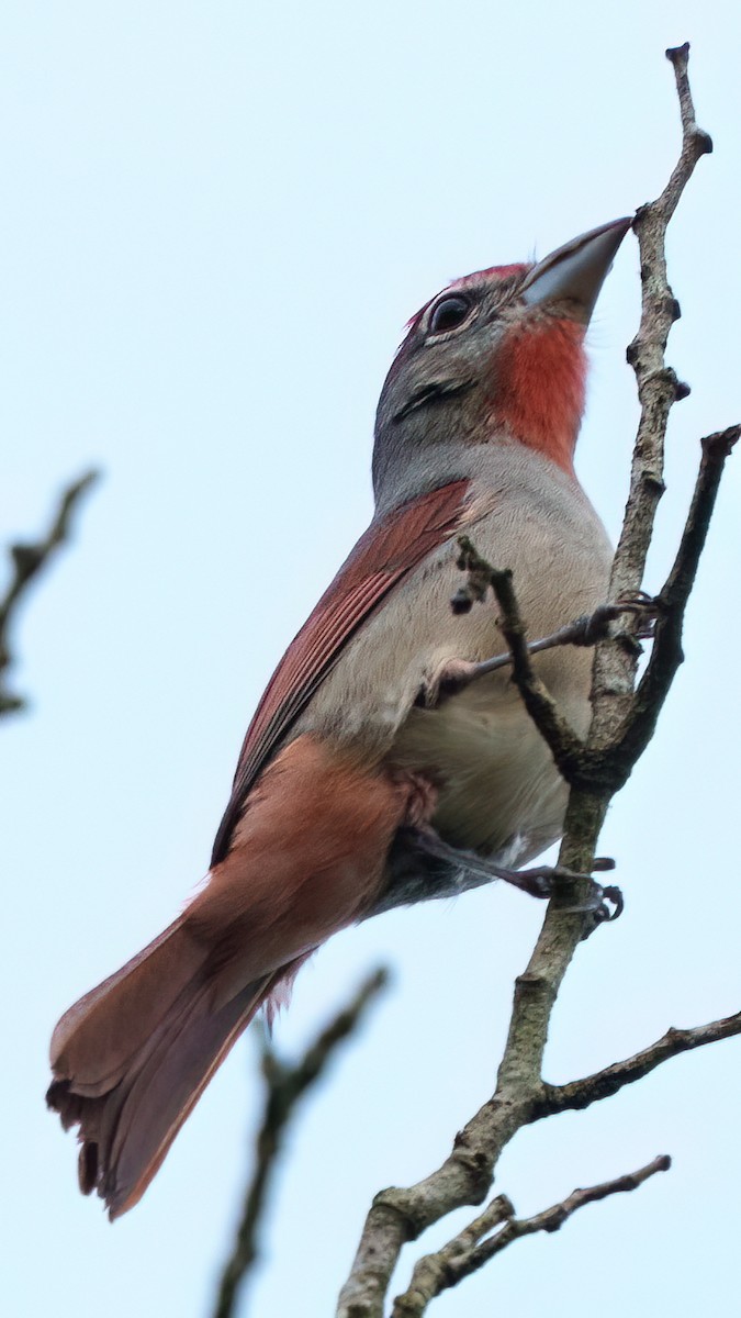 Rose-throated Tanager - ML646614336