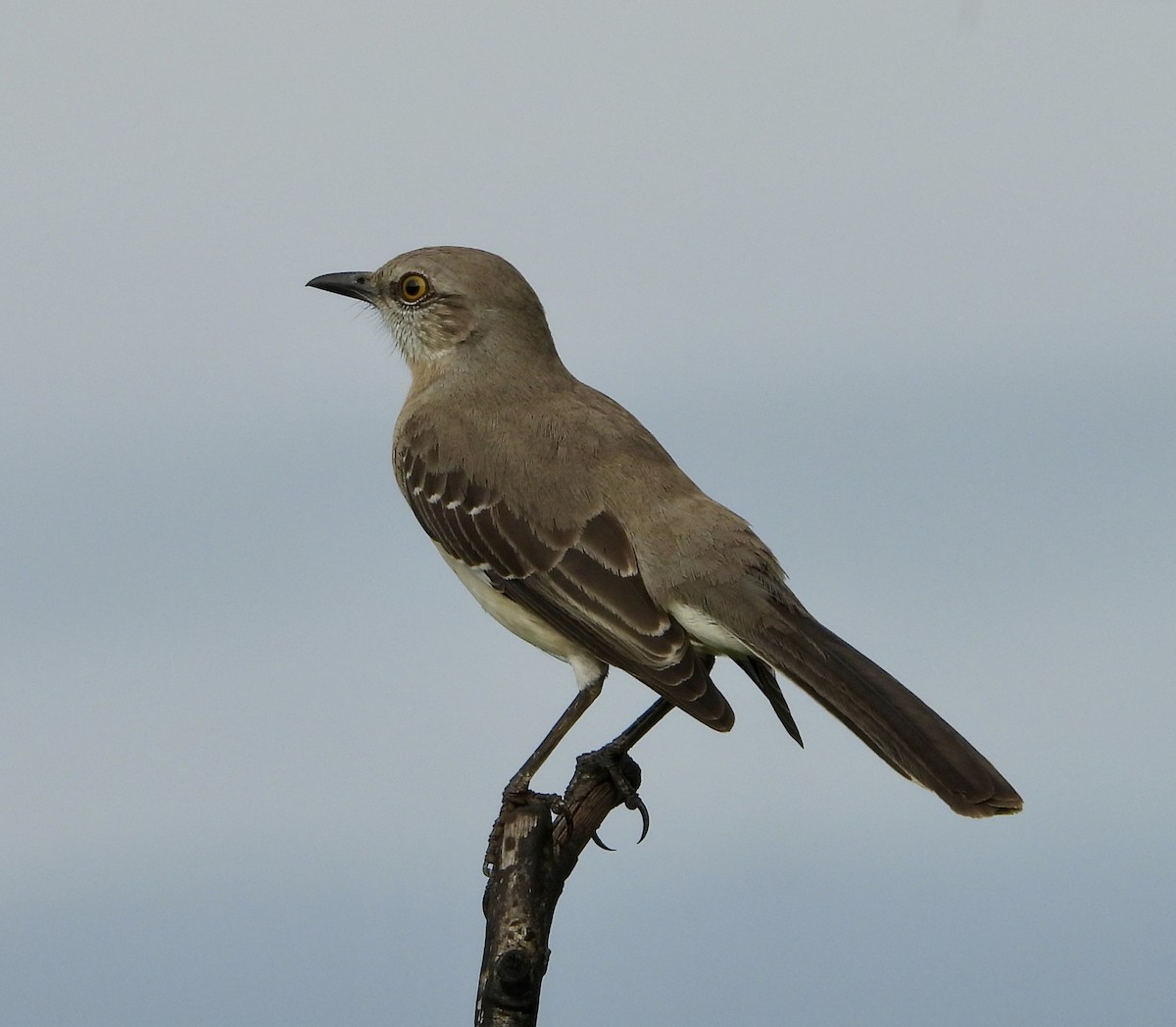 Пересмішник сірий - ML646614337
