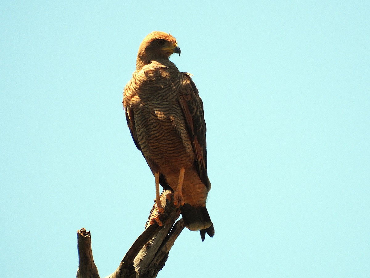 Savanna Hawk - ML646614338