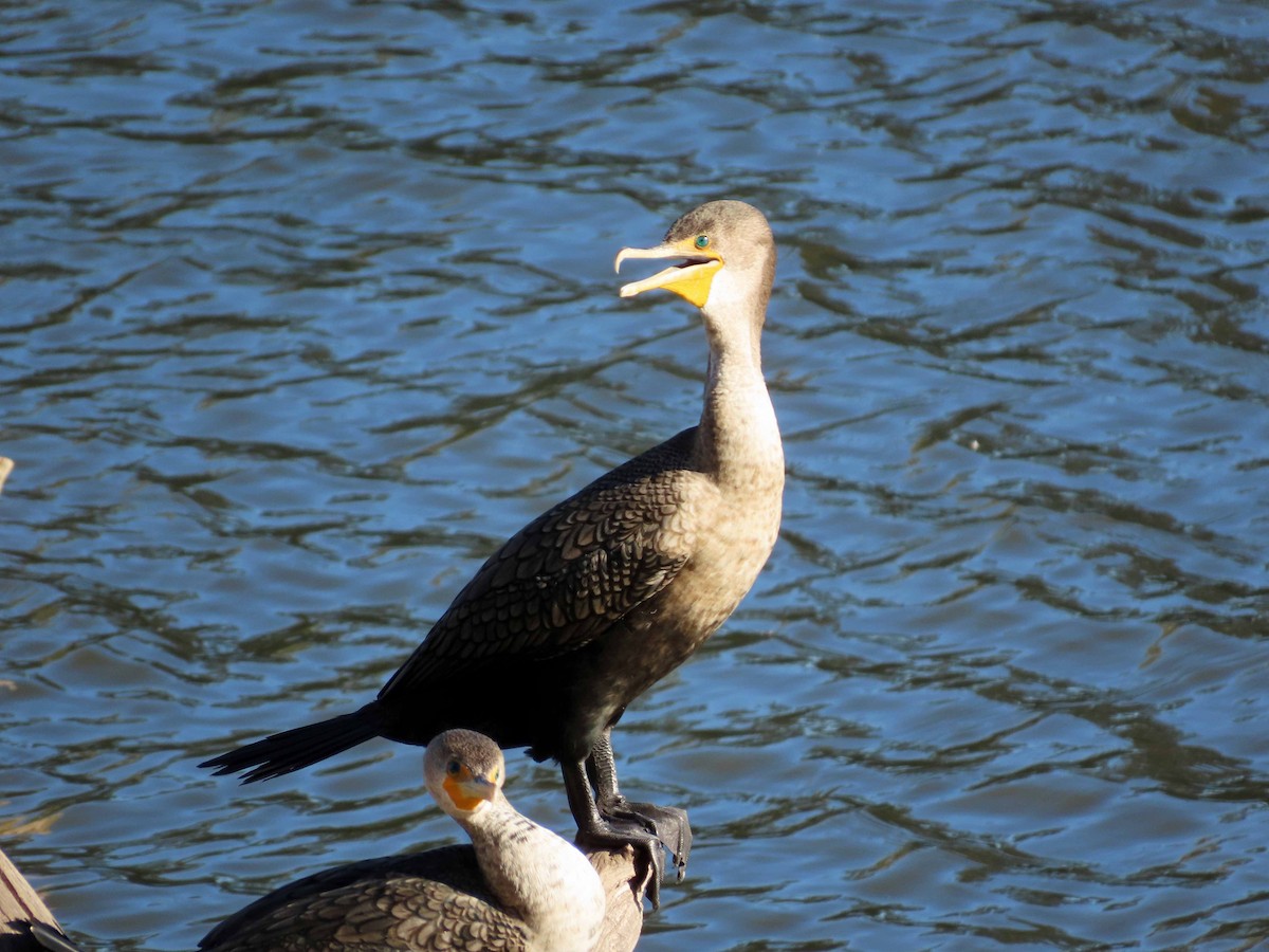 Ohrenscharbe - ML646614340