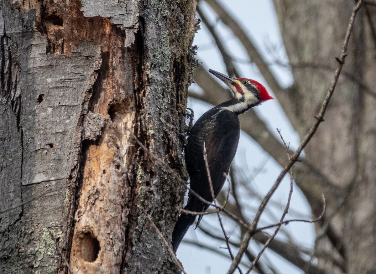 Pileated Woodpecker - ML646614341