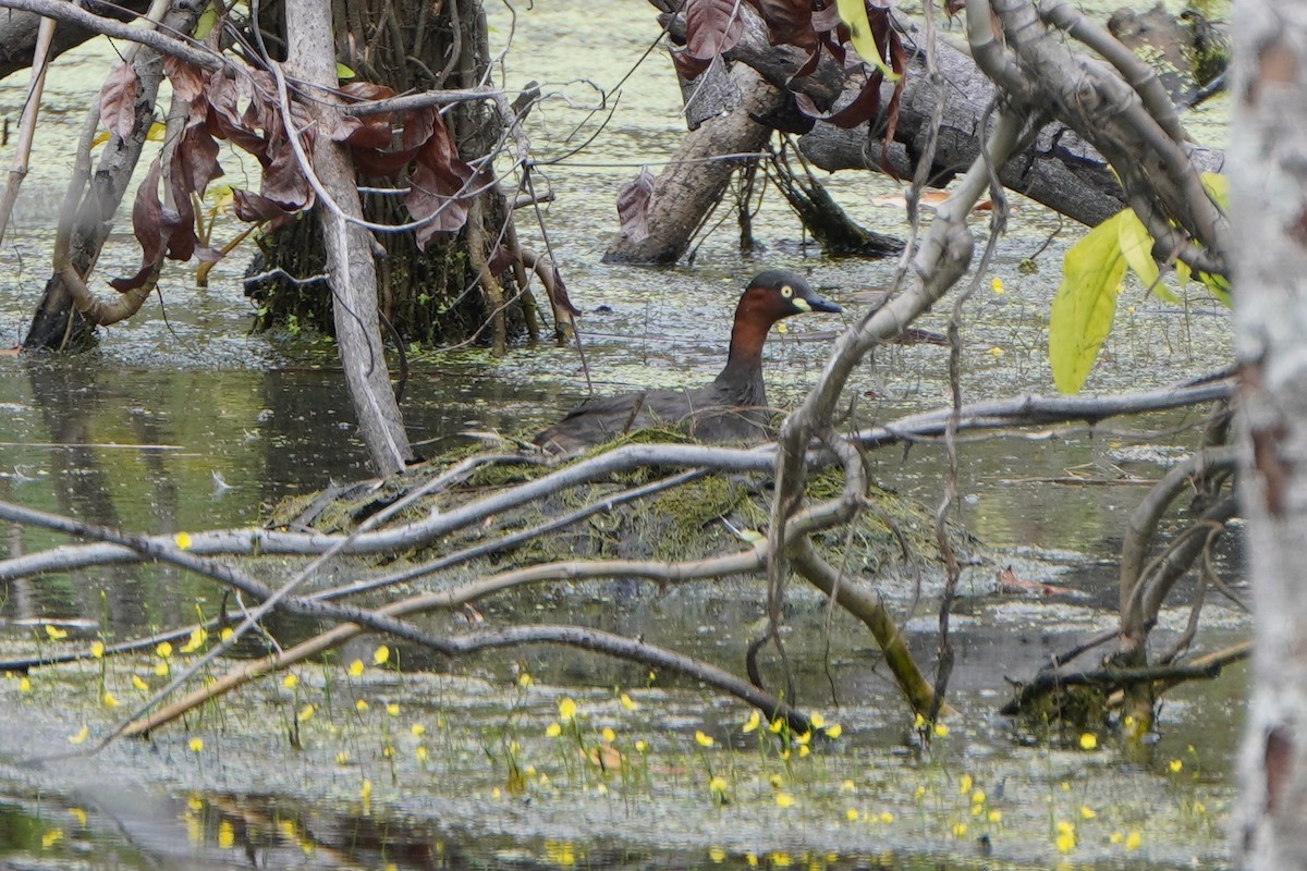 dvergdykker - ML646614342