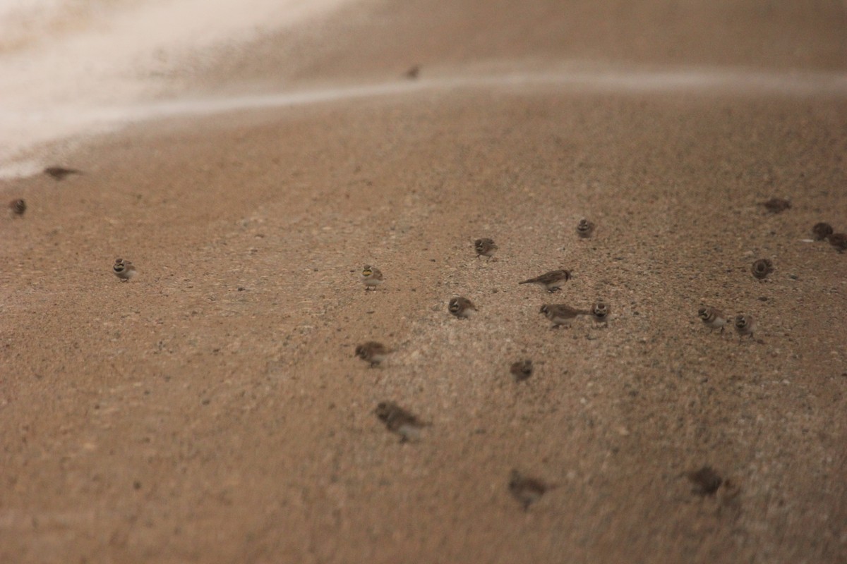 צחיחנית חרמון - ML646614343