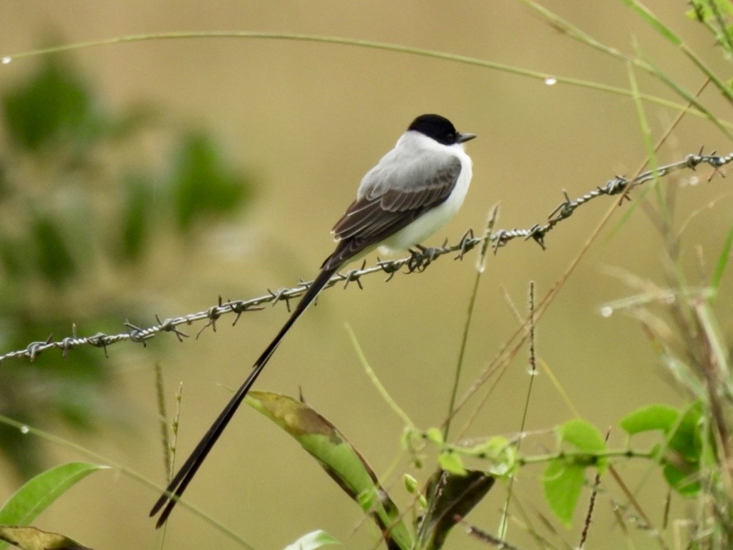 Fork-tailed Flycatcher - ML646614345