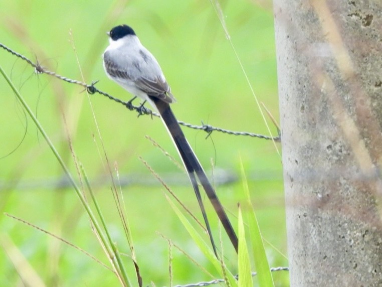 Fork-tailed Flycatcher - ML646614346