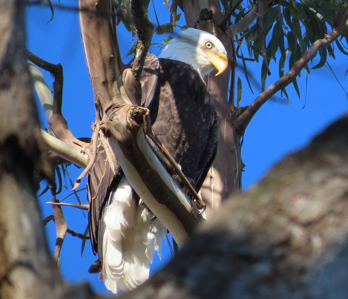 Weißkopf-Seeadler - ML646614347