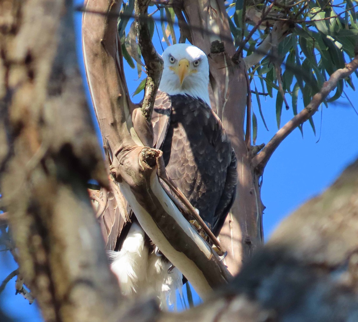 Weißkopf-Seeadler - ML646614348