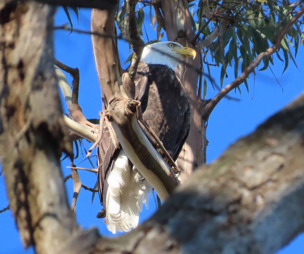 Weißkopf-Seeadler - ML646614349