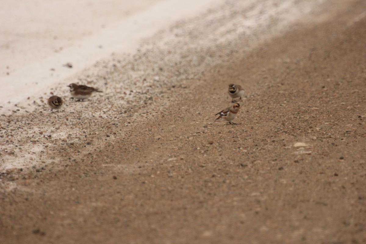 גיבתון שלג - ML646614351