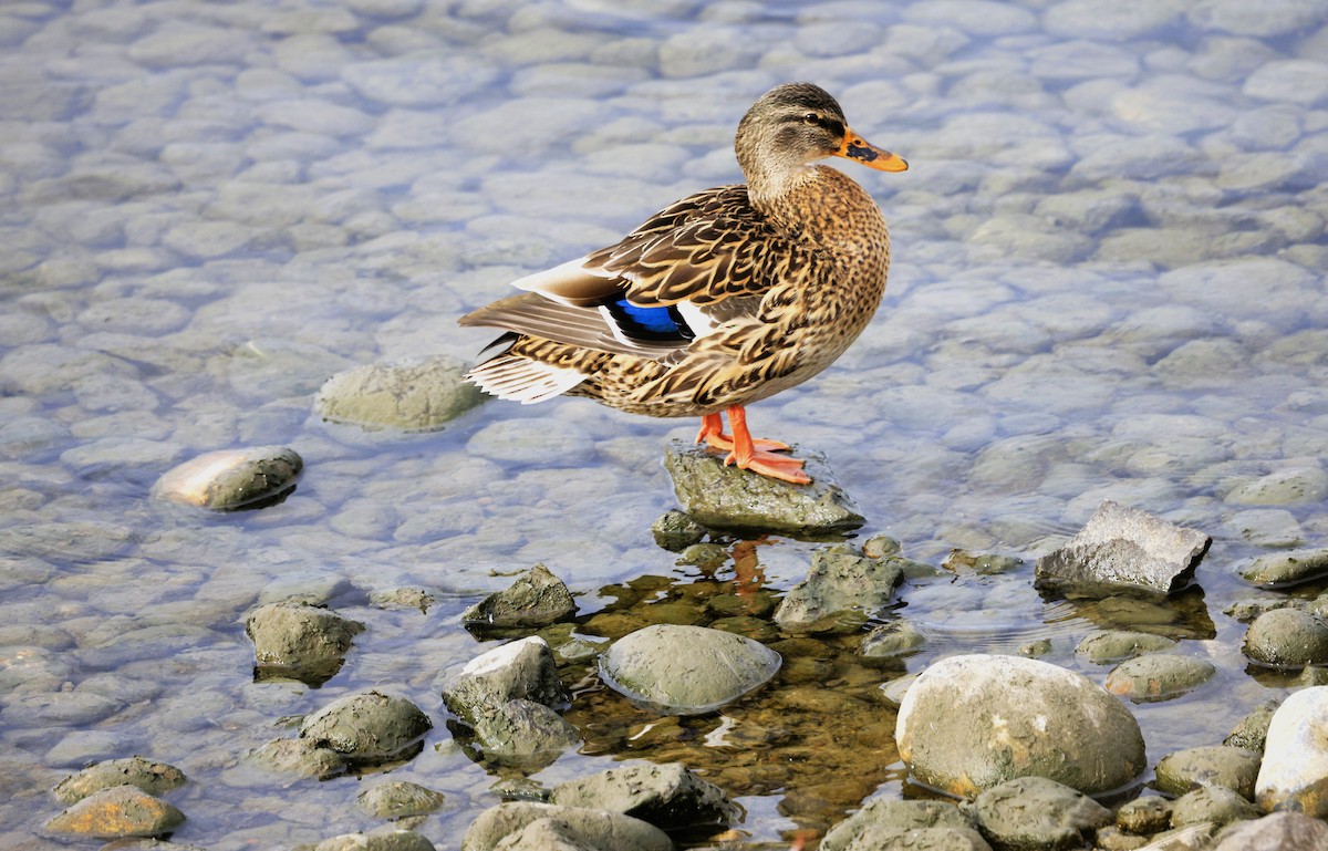 Stockente - ML646614352