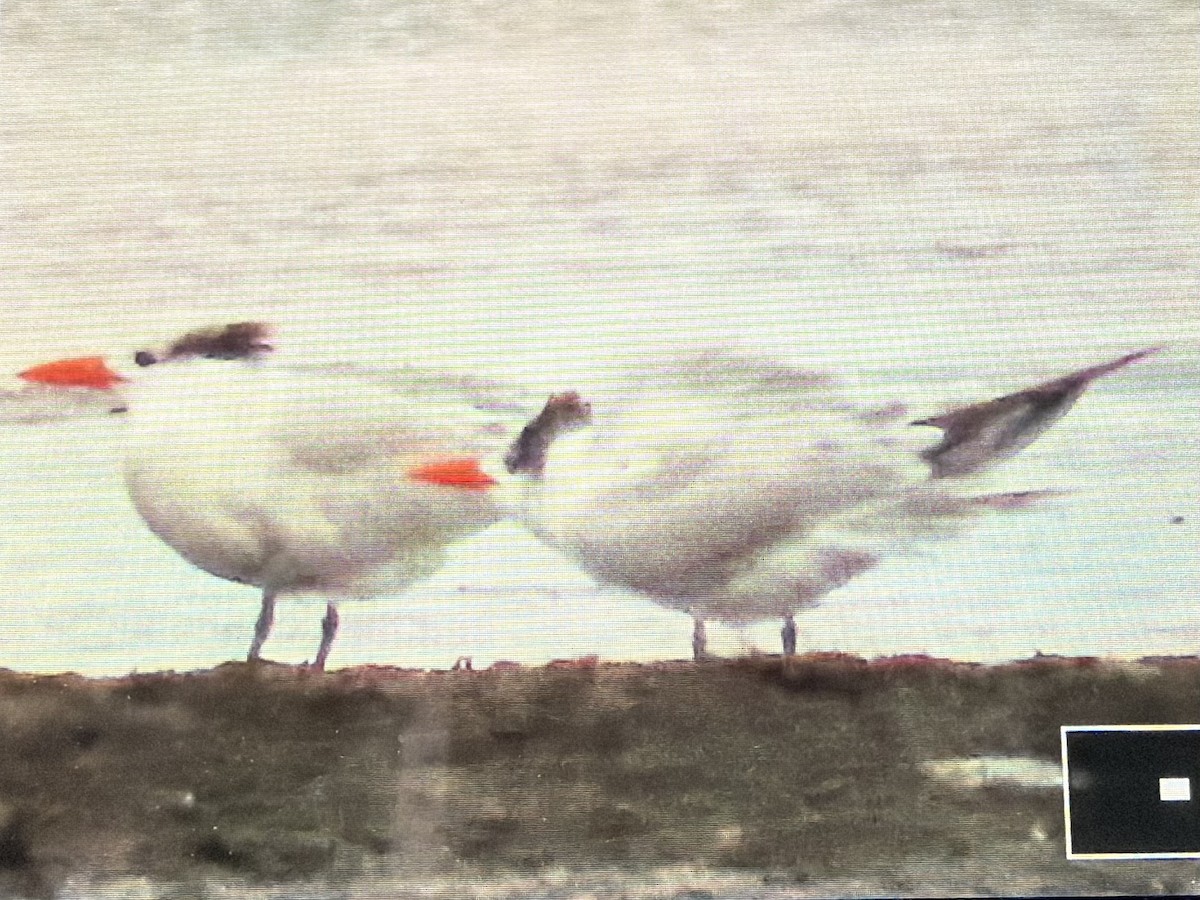 Royal Tern - ML646614353