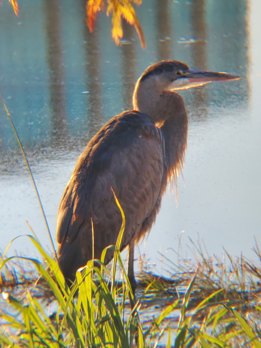 オオアオサギ - ML646614355