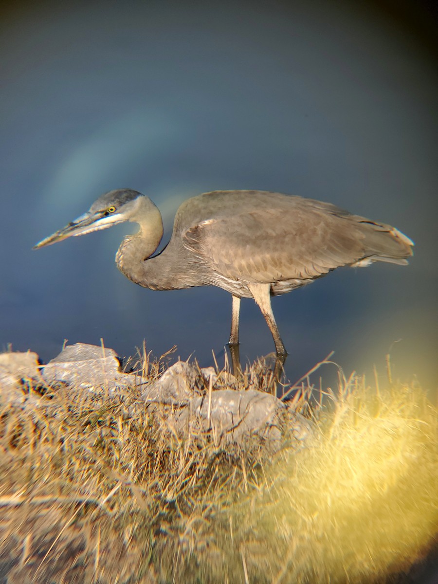 オオアオサギ - ML646614356