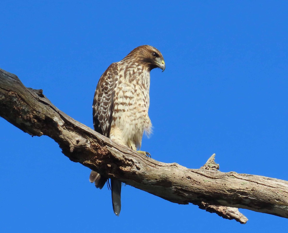 Rotschulterbussard - ML646614358