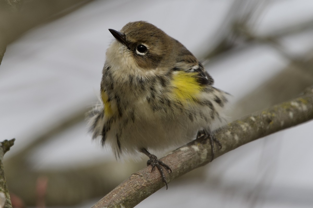 Taçlı Ötleğen - ML646614359