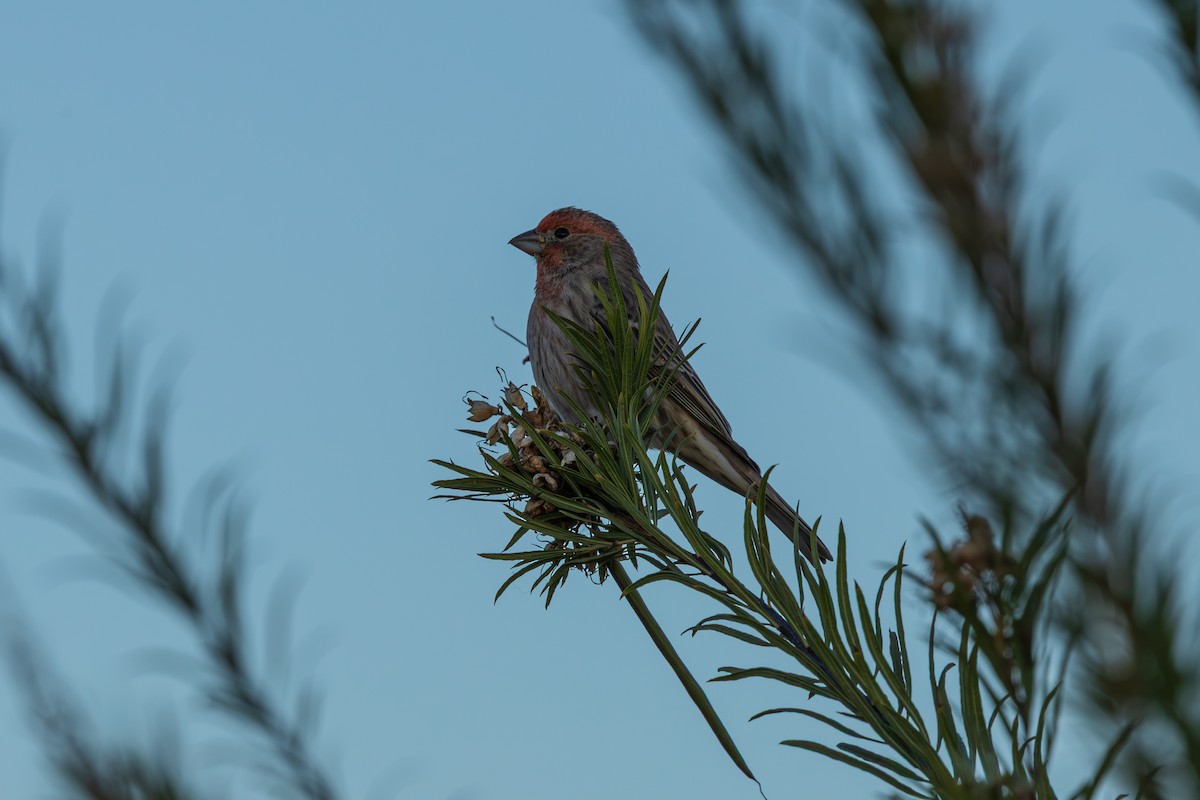 House Finch - ML646614361