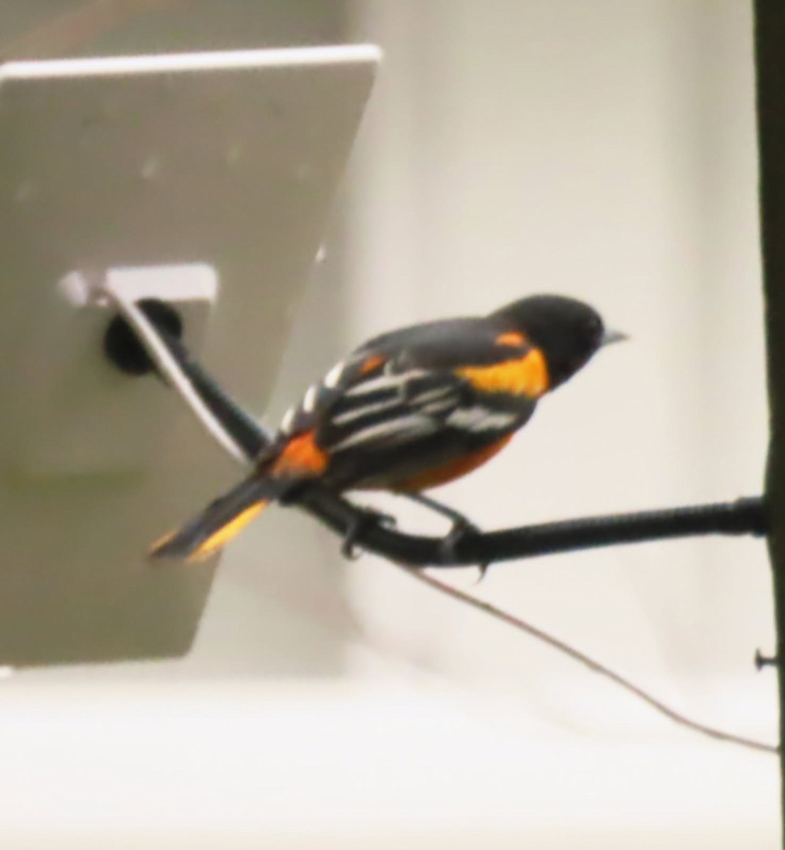 Baltimore Oriole - ML646614363