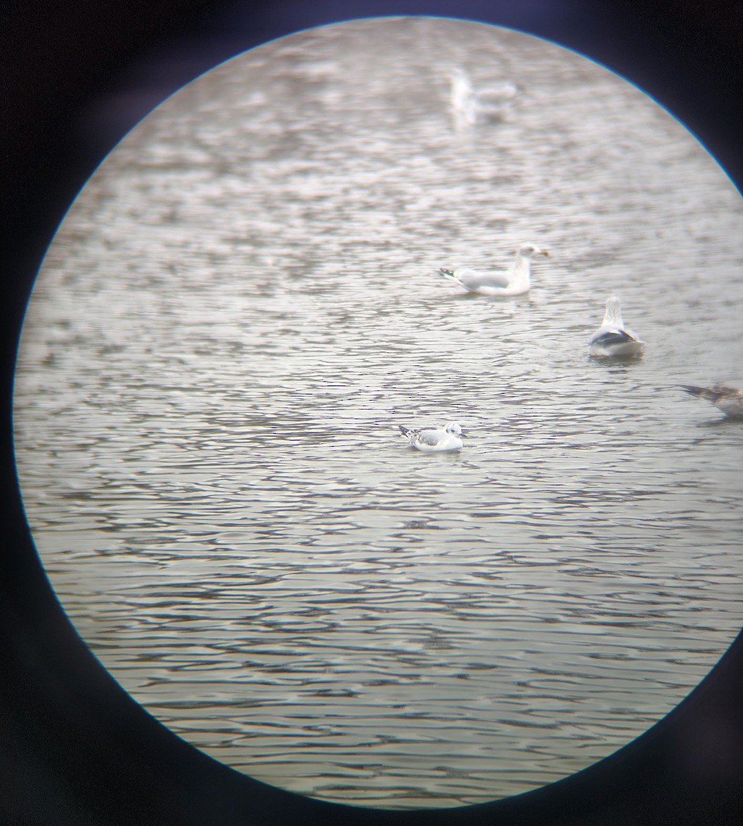 Gabbiano di Bonaparte - ML646614364