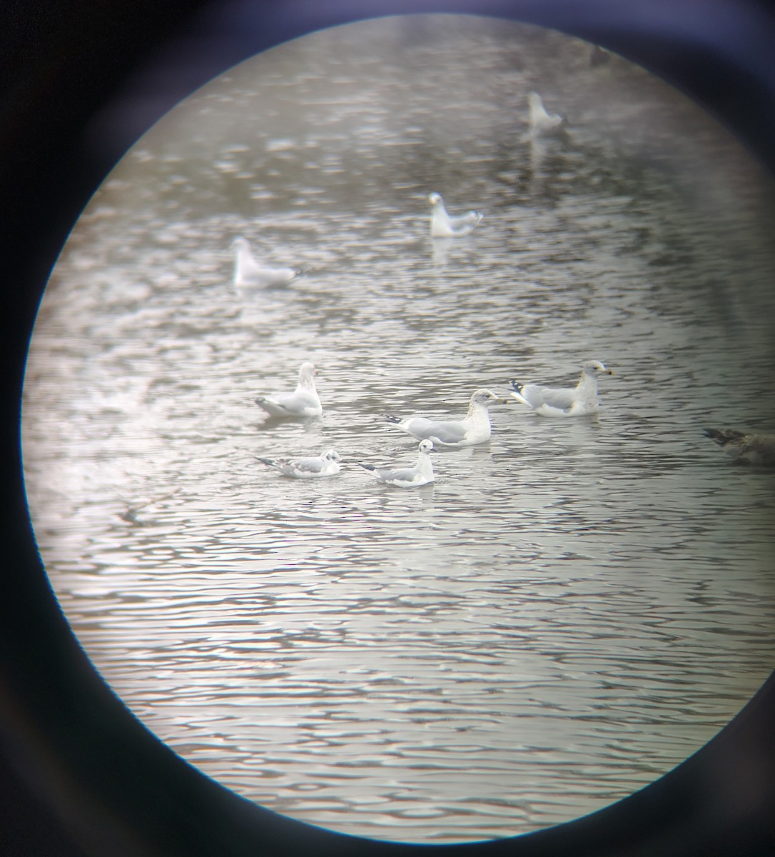 Gabbiano di Bonaparte - ML646614365