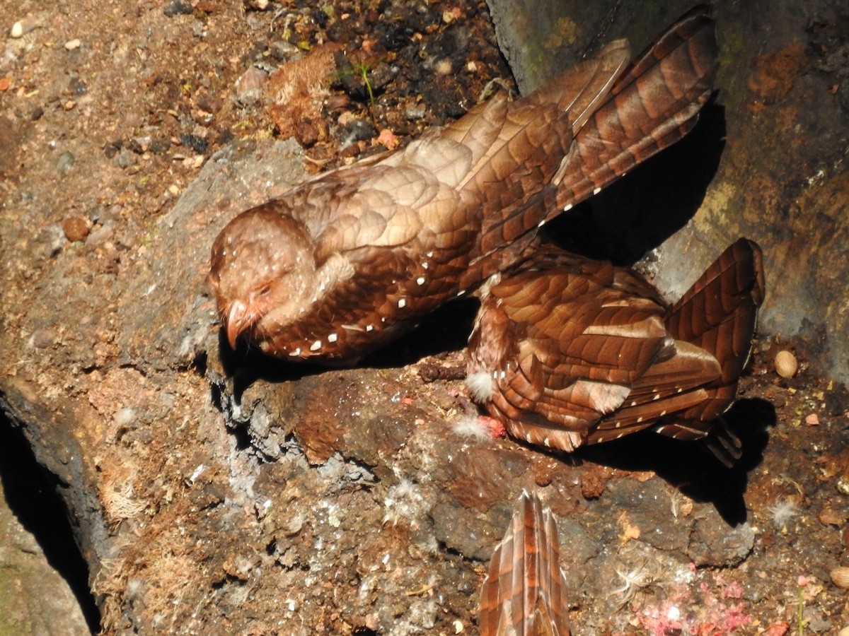 Fettschwalm - ML646614371