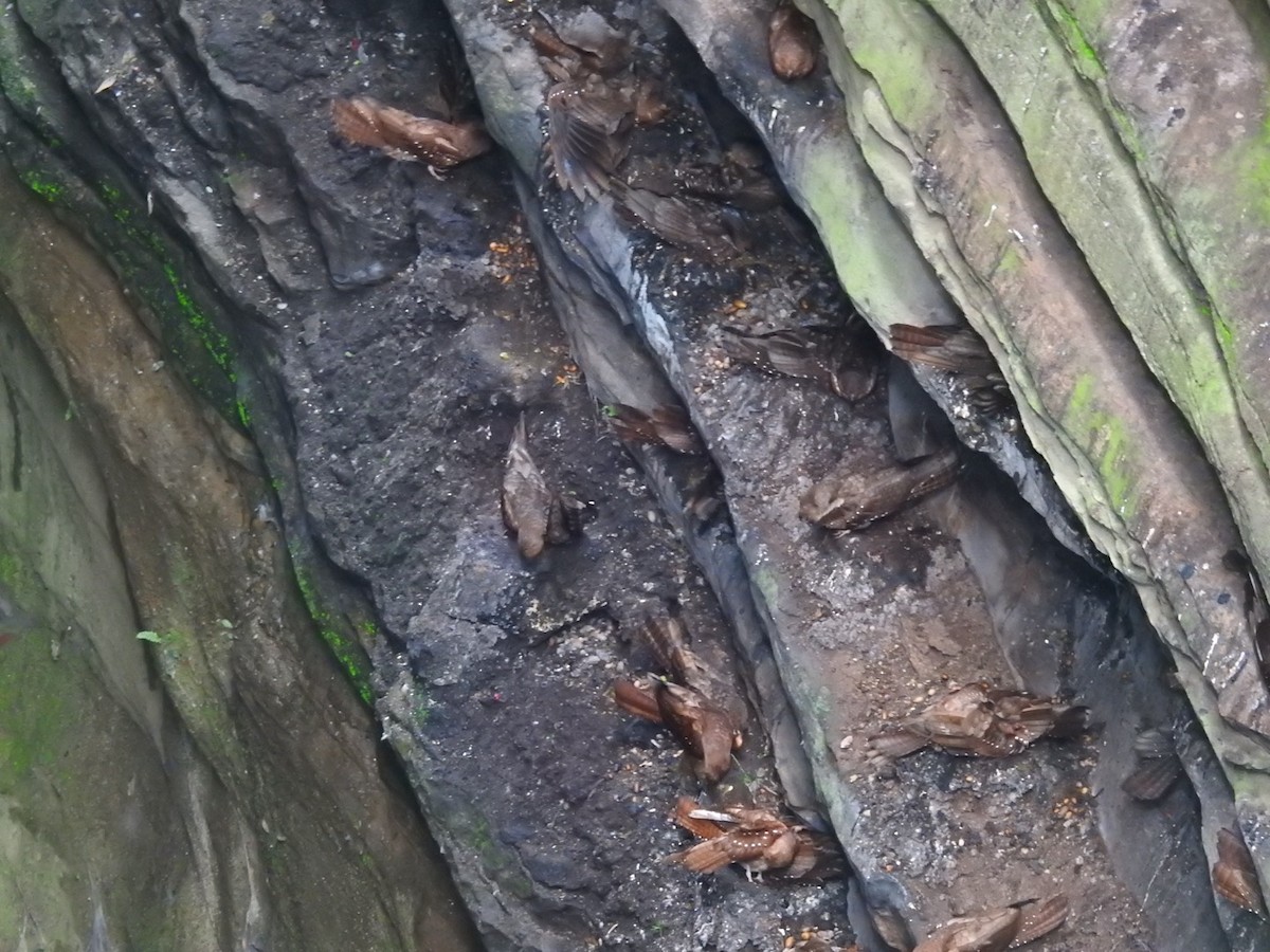 Fettschwalm - ML646614372