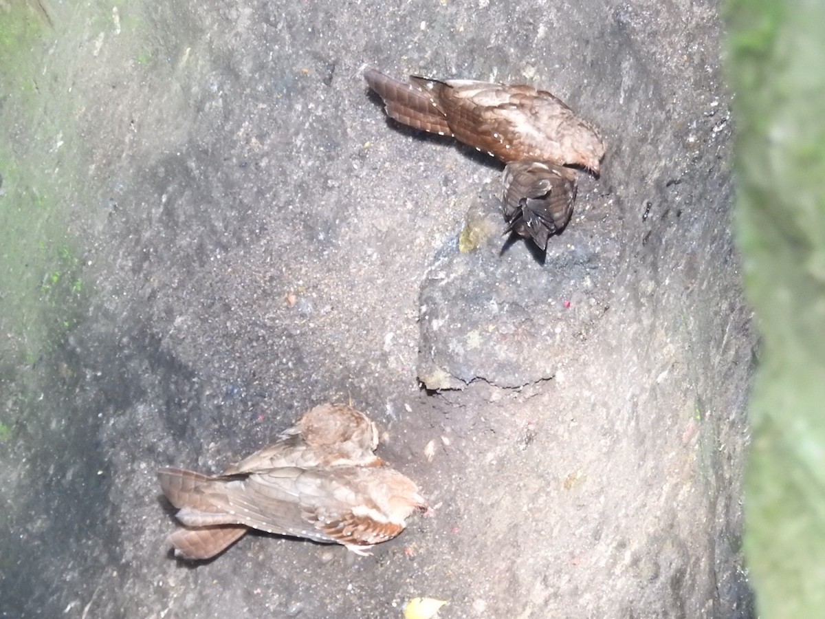 Fettschwalm - ML646614373