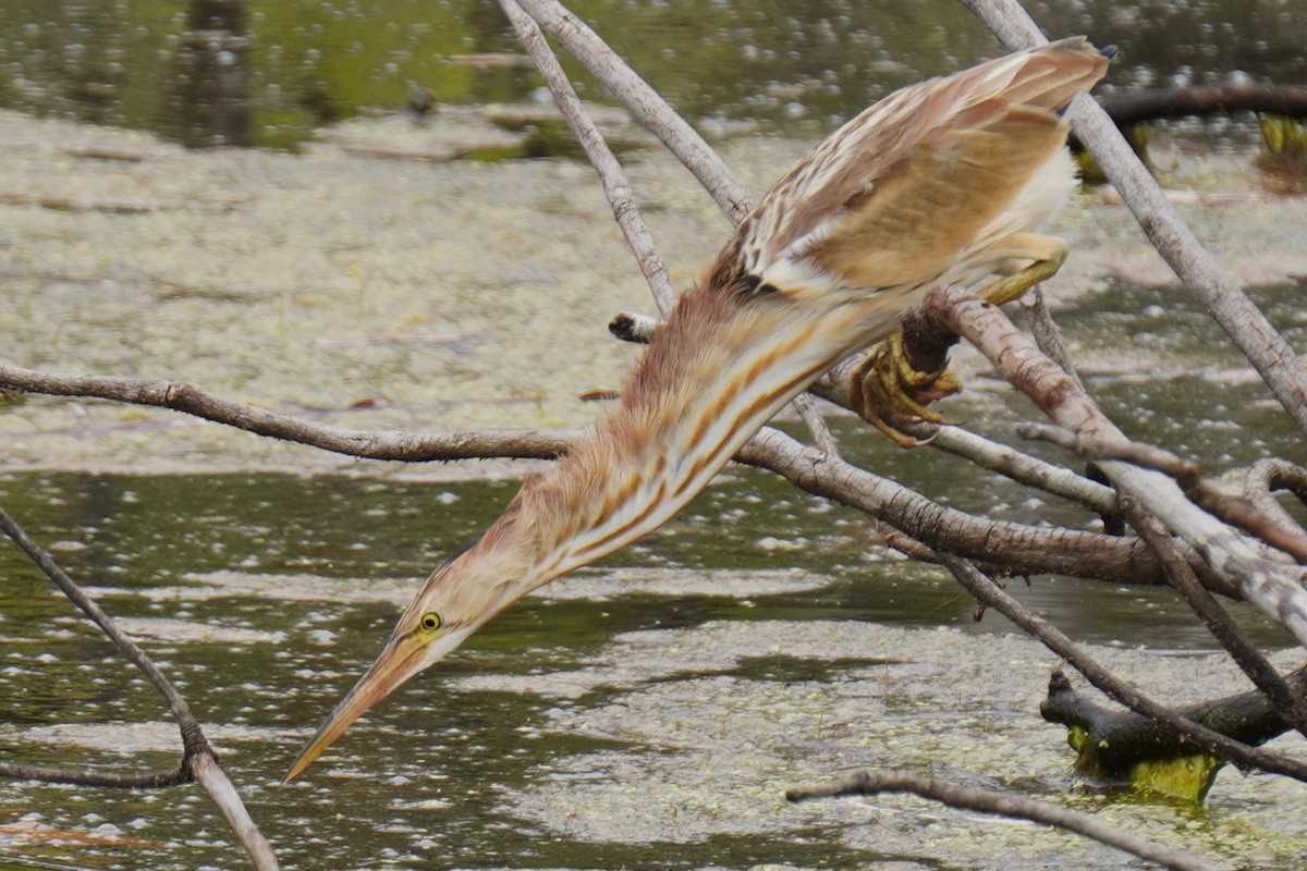 okerrørdrum - ML646614374