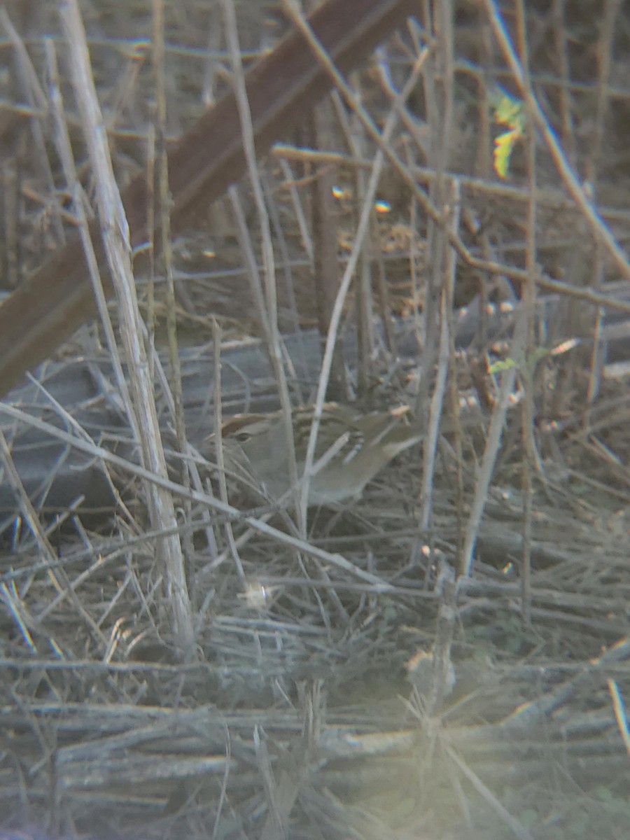 ミヤマシトド - ML646614375