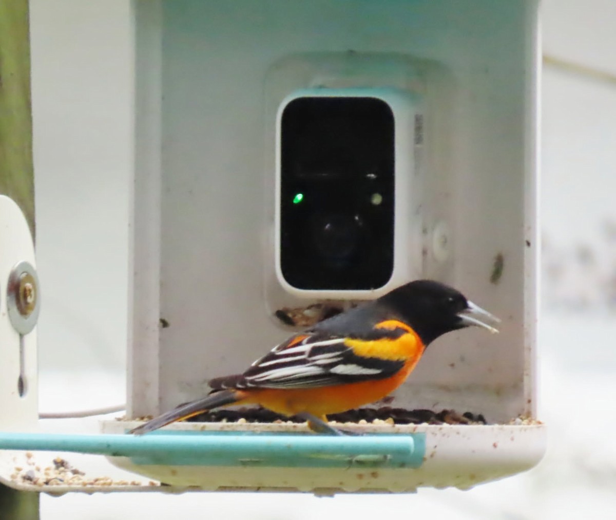 Baltimore Oriole - ML646614377