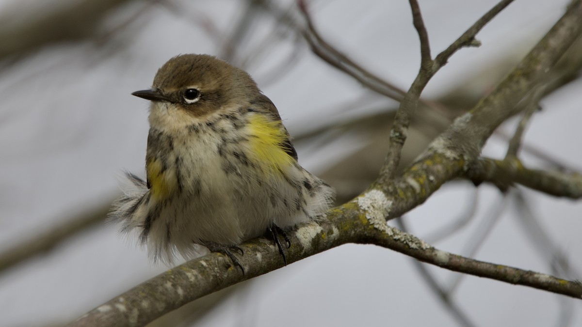 Taçlı Ötleğen - ML646614380